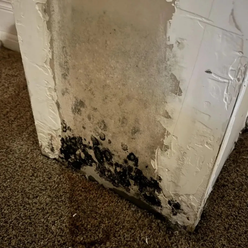 Professional Mold Removal in Claremont, CA
